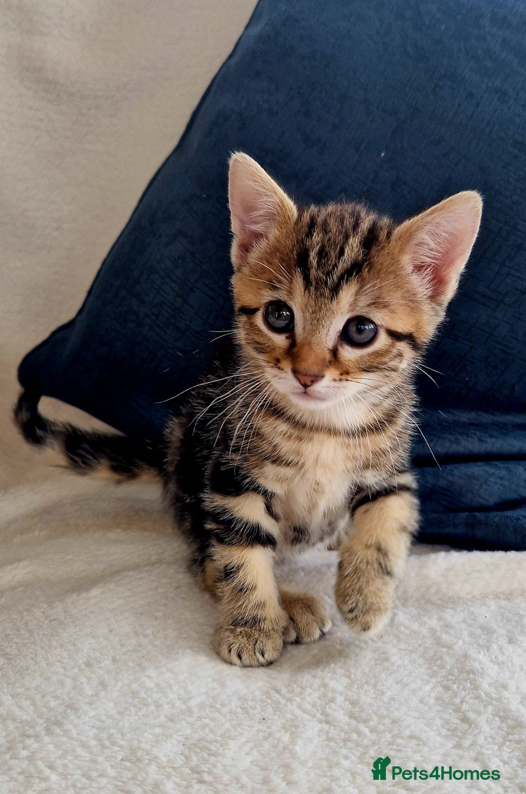 Bengal cats for sale: 2 female half bengal kittens - Image 10