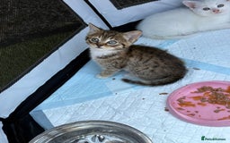British Shorthair cats for sale: Adorable Kittens! - Image 16