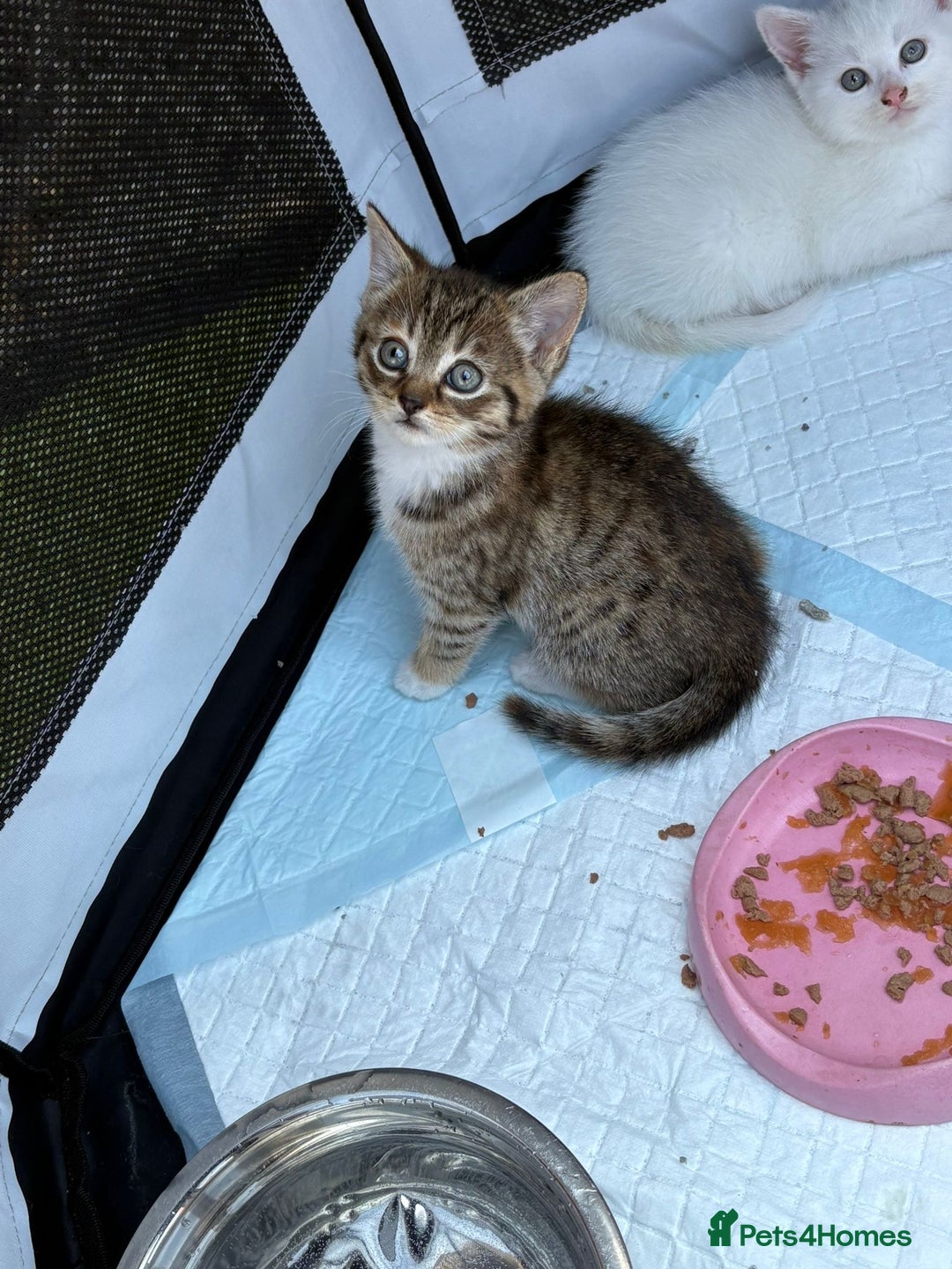 British Shorthair cats for sale: Adorable Kittens! - Image 16