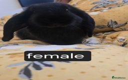 French Lop rabbits for sale: Beautiful French Lop bunnies - Image 12