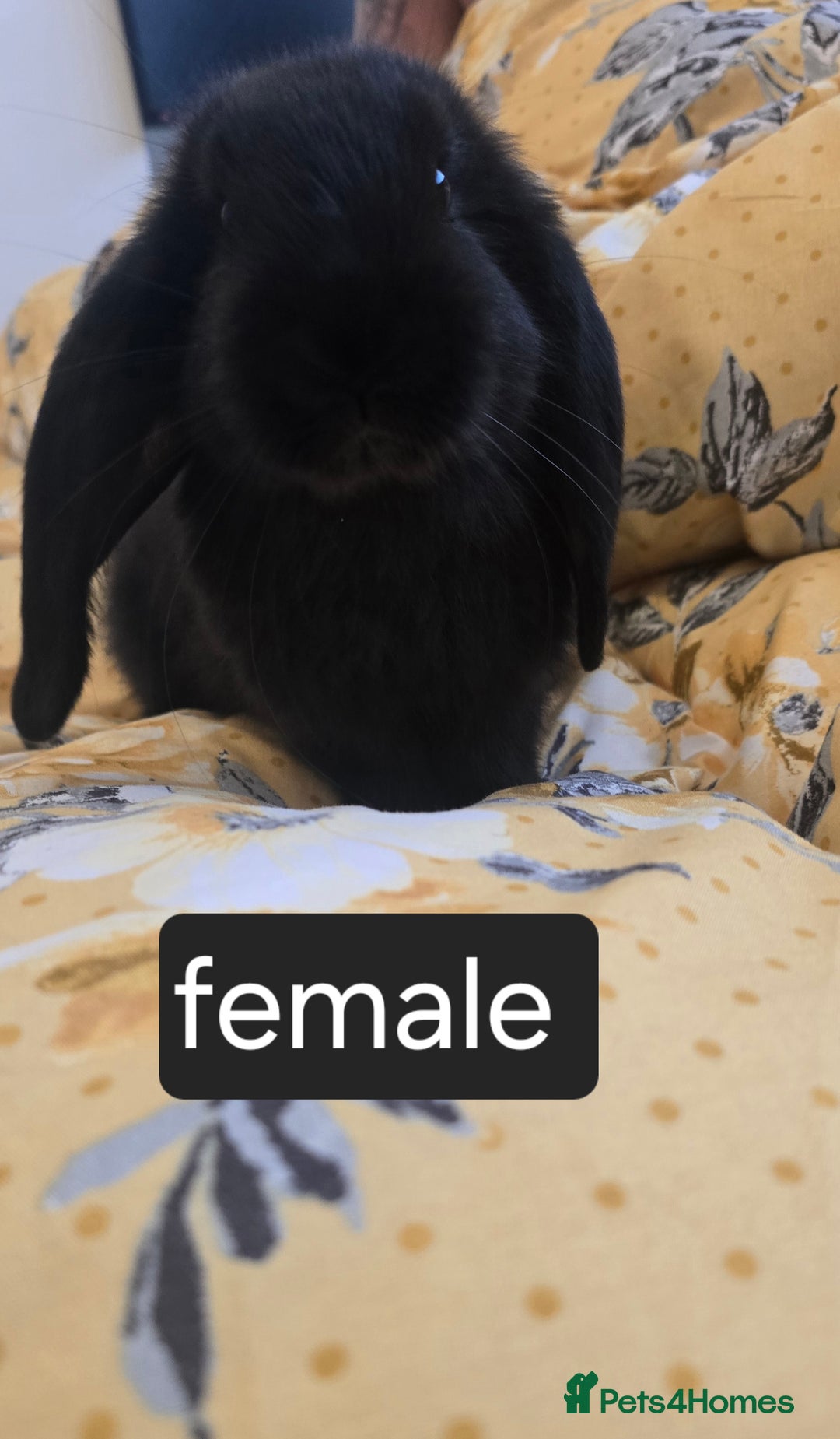 French Lop rabbits for sale: Beautiful French Lop bunnies - Image 12