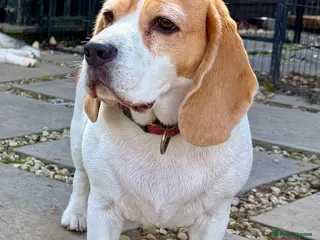 Beagle dogs LINDA – Beagle - Advert 6