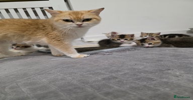 British Shorthair cats - Advert 2