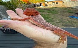Bearded Dragon reptiles for sale: Red Monster  - Image 3