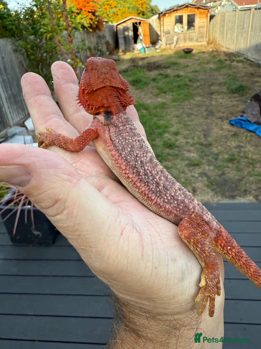 Bearded Dragon reptiles for sale: Red Monster  - Image 3