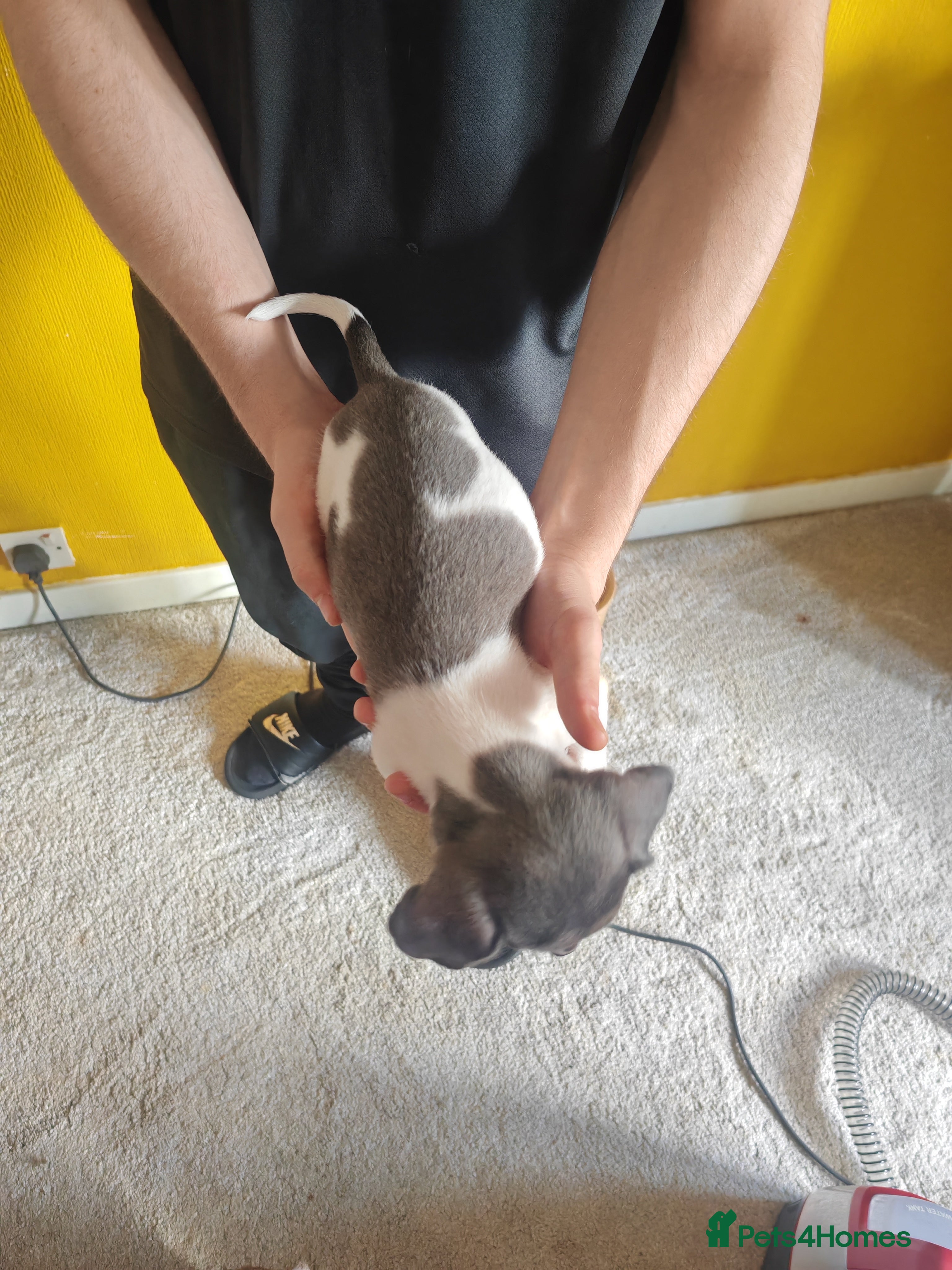 Chiweenie dogs for sale: Chiweenies  - Advert 16