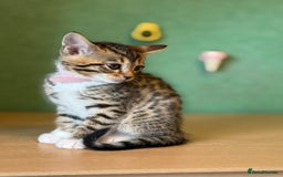 Mixed Breed cats for sale: Unique mix - Bengal x Maine Coon - Image 4