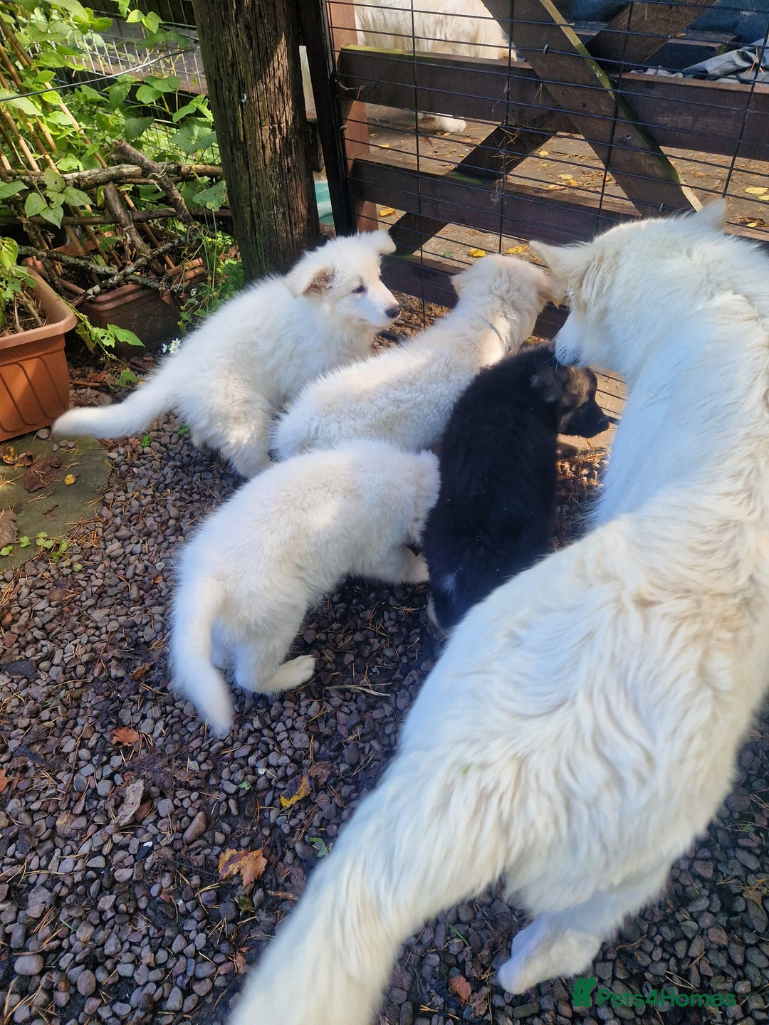 German Shepherd dogs for sale: Gorgeous long coated German Shepherd puppies - Image 11