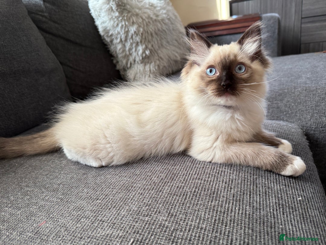 Ragdoll cats for sale: Beautiful Ragdol babies ready to leave  - Image 34