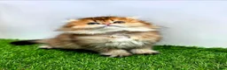 British Shorthair cats for sale: Golden longhair/shorthair kittens - Advert 4
