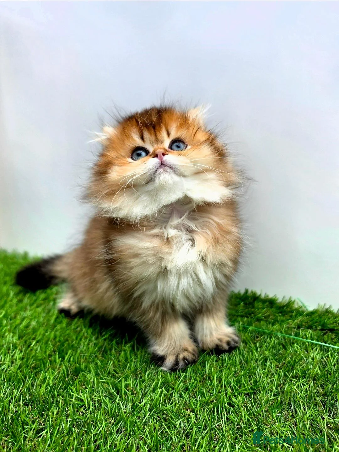 British Shorthair cats for sale: Golden longhair/shorthair kittens - Advert 4