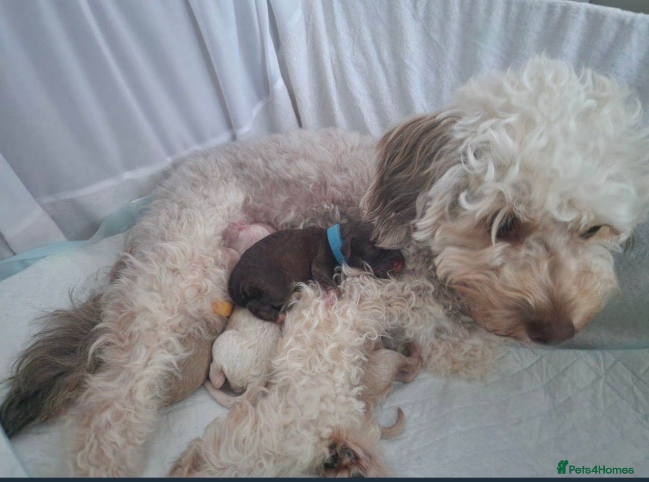 Cockapoo dogs for sale: Beautiful Toy Poodle x Cockapoo Girl - 9 Weeks Old - Advert 3