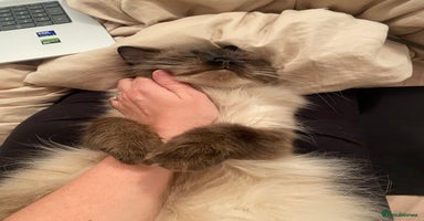 Ragdoll cats - Advert 7