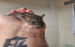 Rat rodents for sale: Baby rats  - Image 4