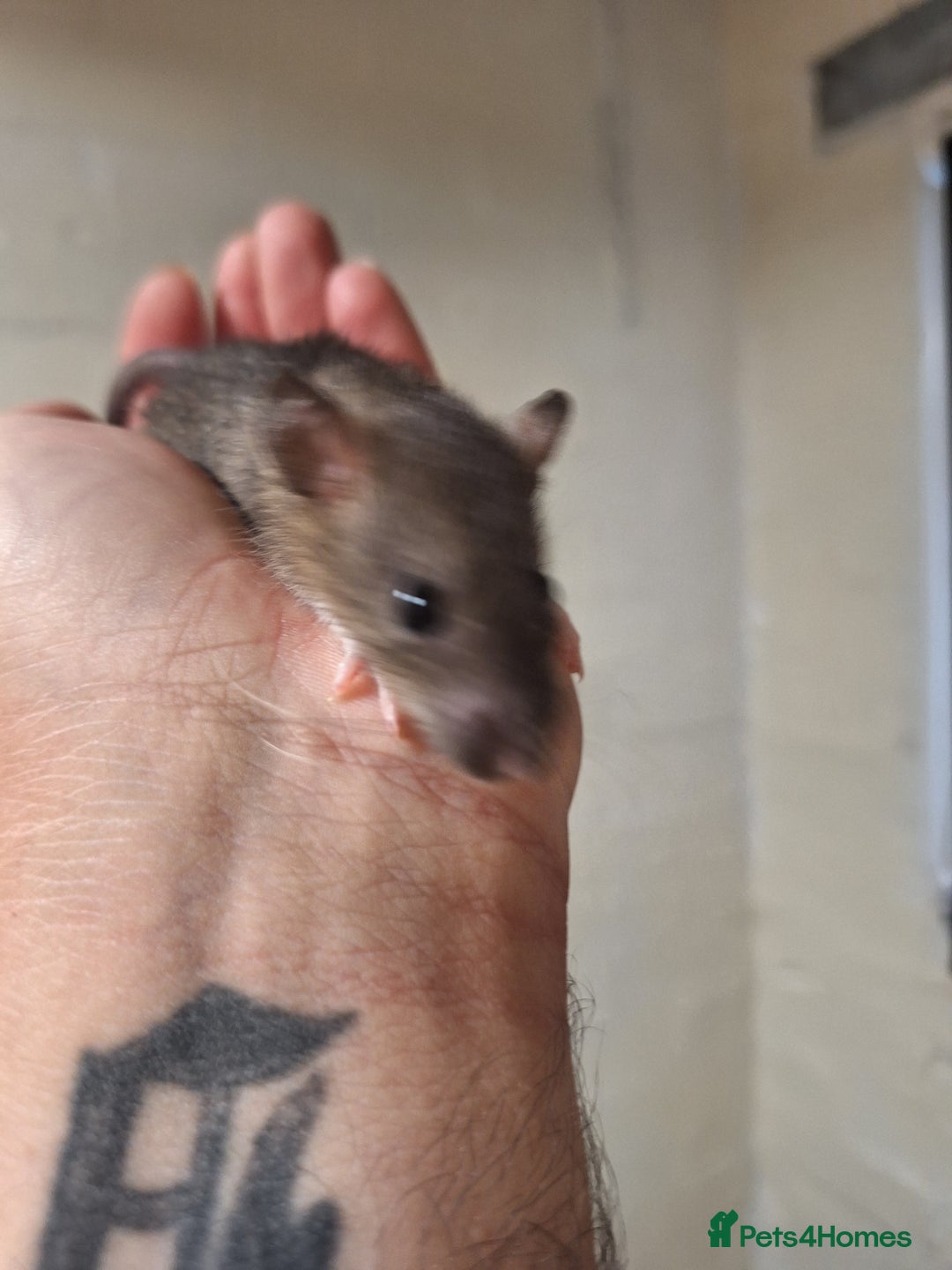 Rat rodents for sale: Baby rats  - Image 4