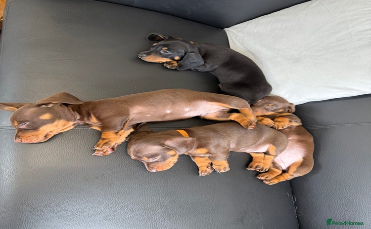 Miniature Dachshund dogs - Advert 5