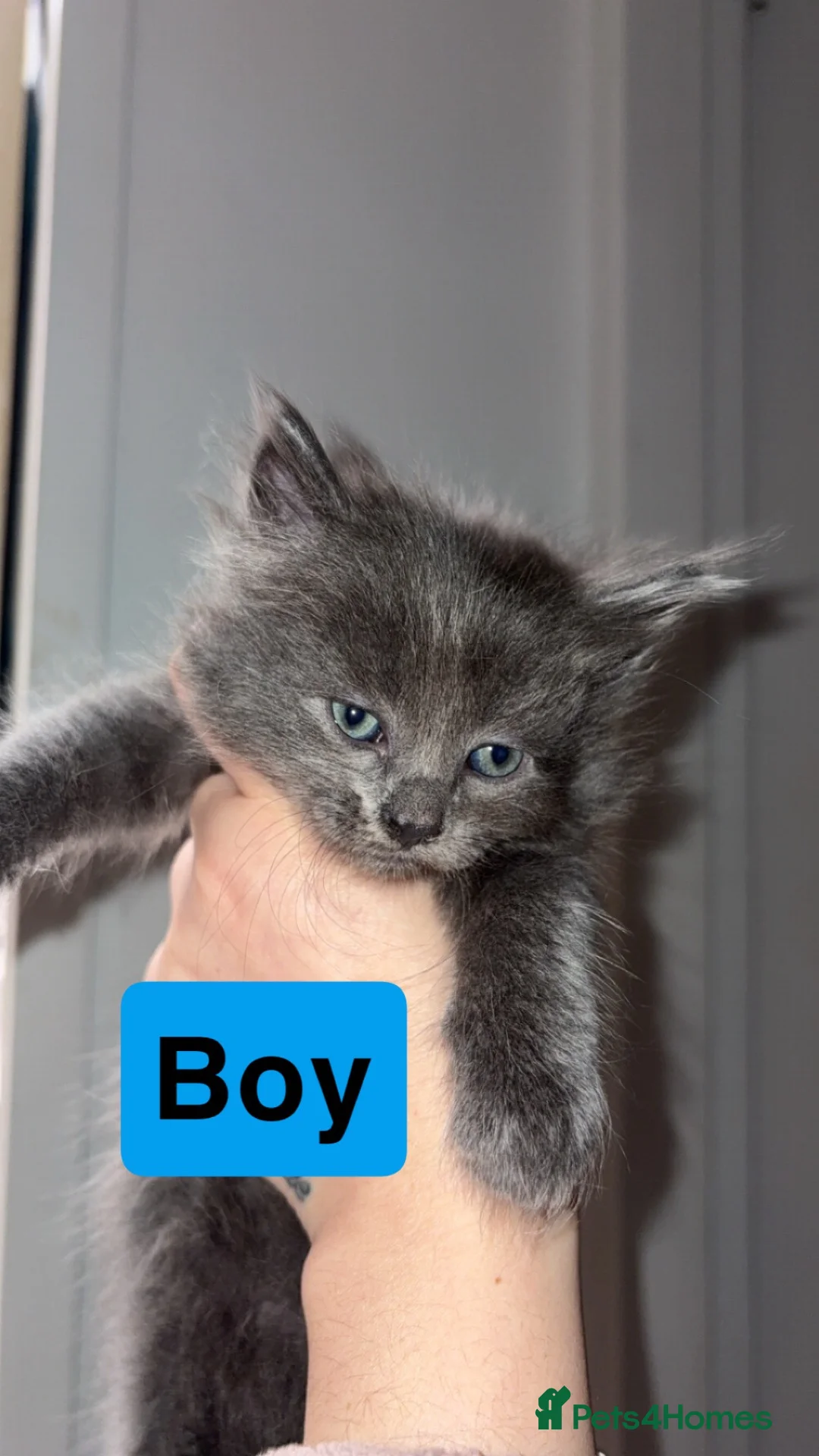 Mixed Breed cats for sale: Stunning kittens❤️ - Advert 2