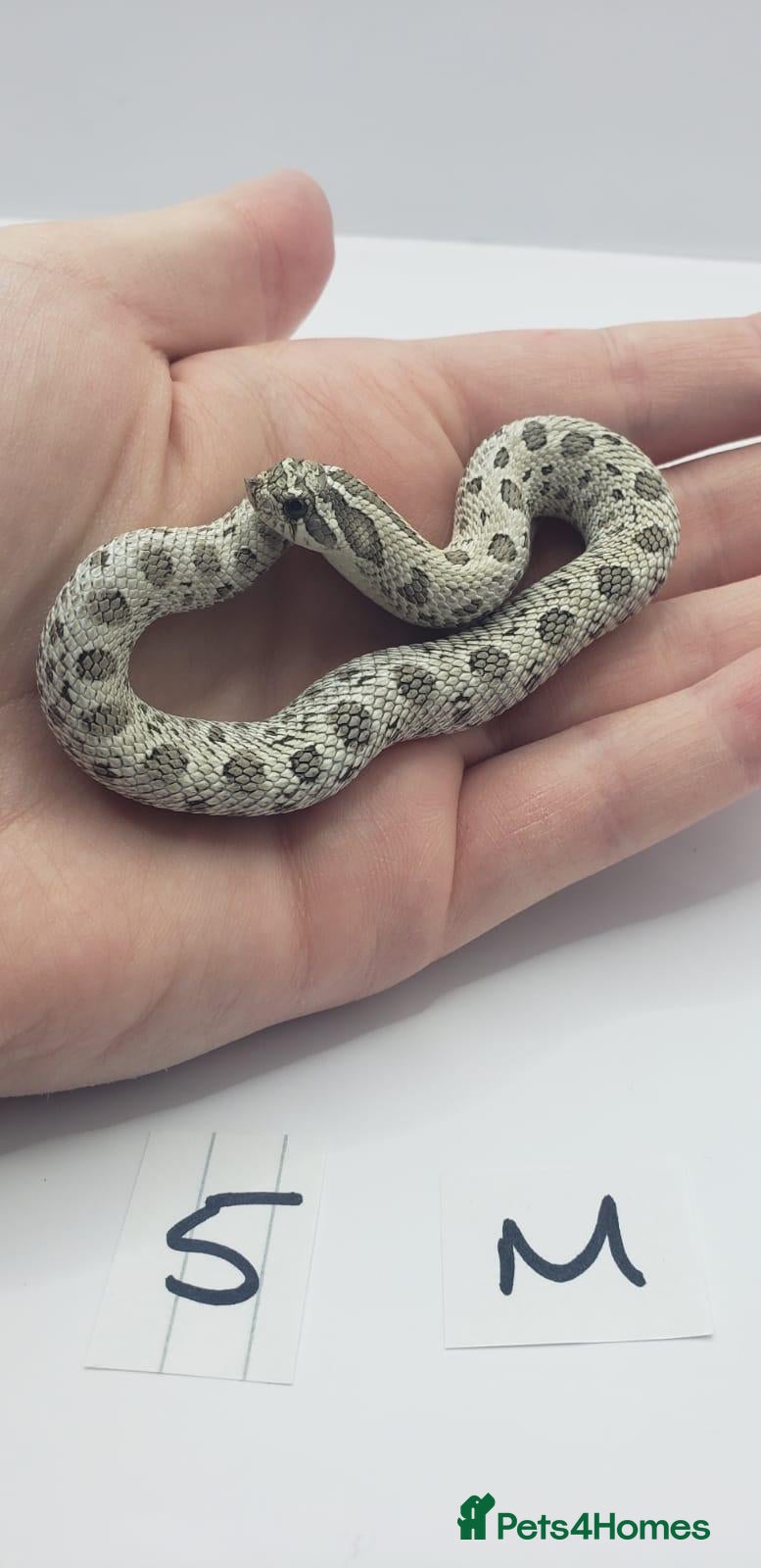 Snake reptiles Baby Western Hognoses mixed sex and morphs From - Advert 8