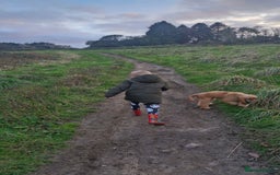 Cocker Spaniel dogs for sale: Cocker spaniel  - Image 6