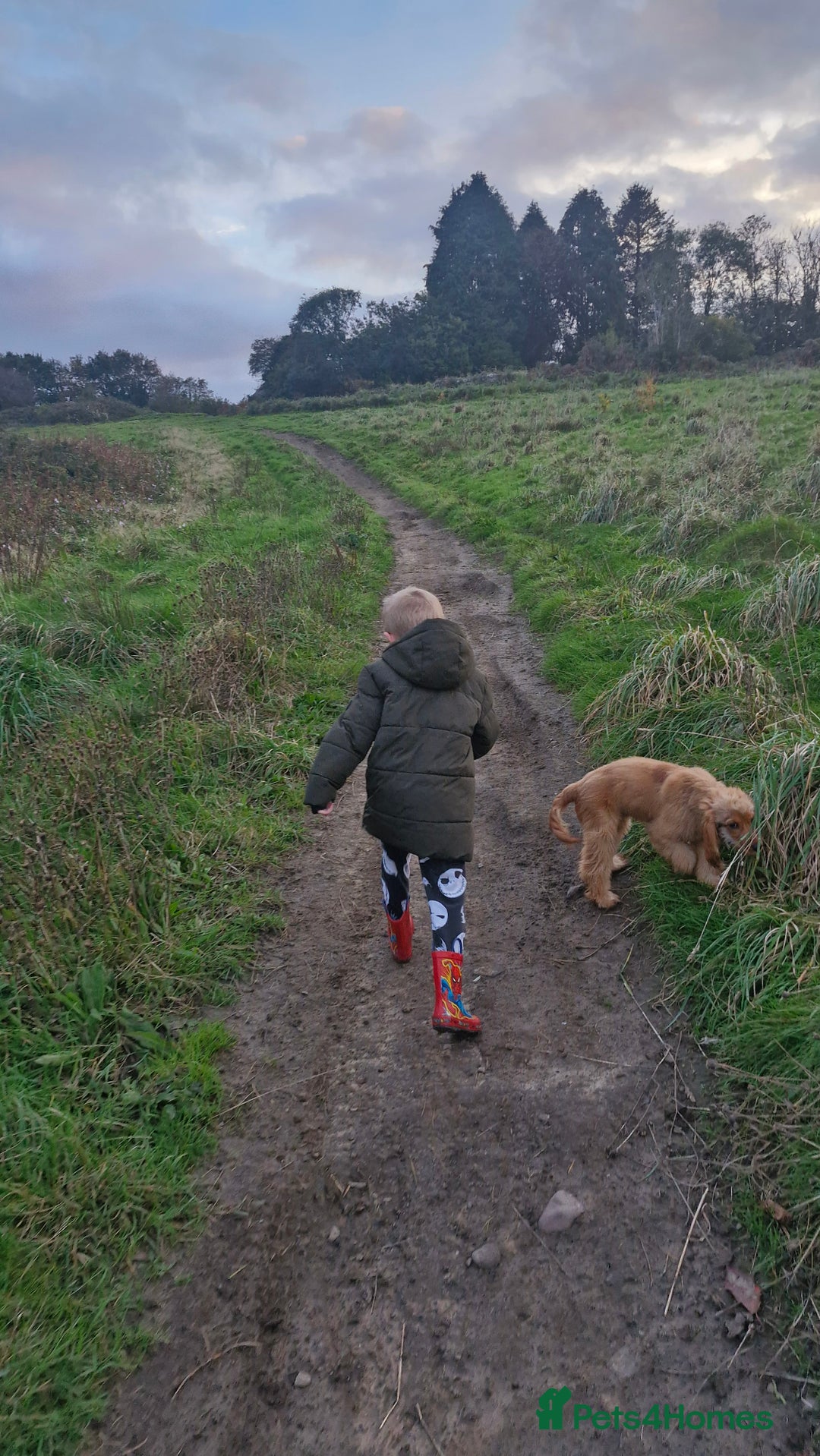 Cocker Spaniel dogs for sale: Cocker spaniel  - Image 6