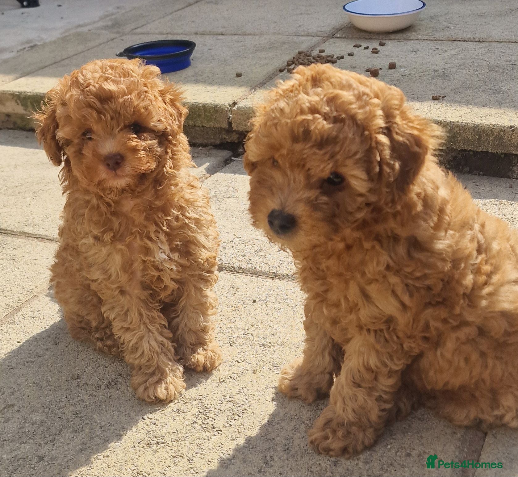 Toy Poodle dogs Toy poodle  - Advert 14