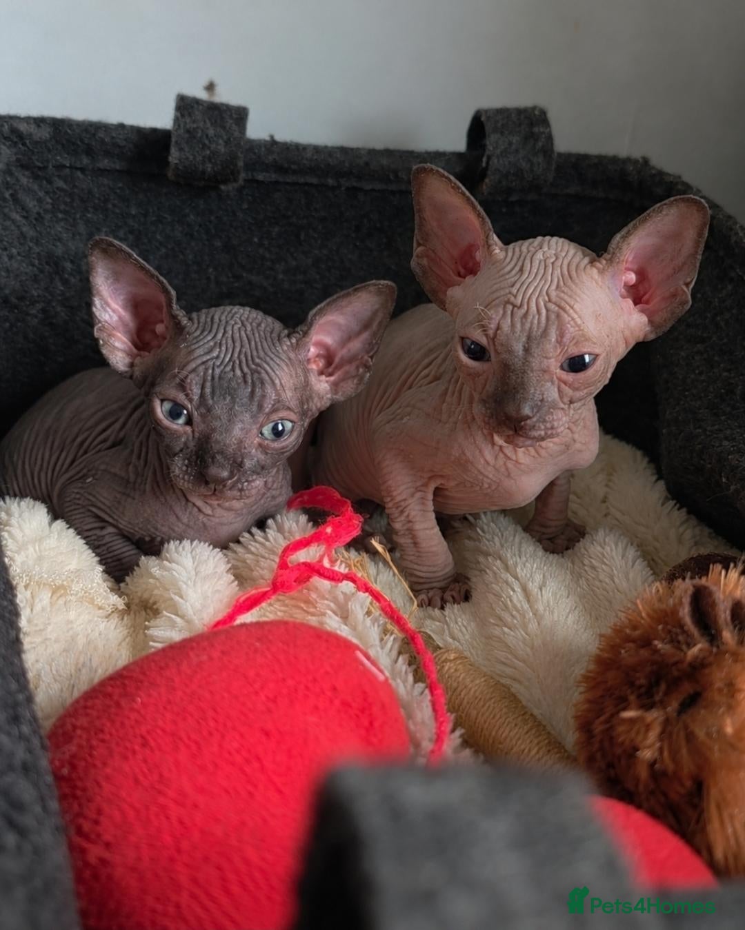 Sphynx cats TICA Registered Sphynx Kittens - Advert 7
