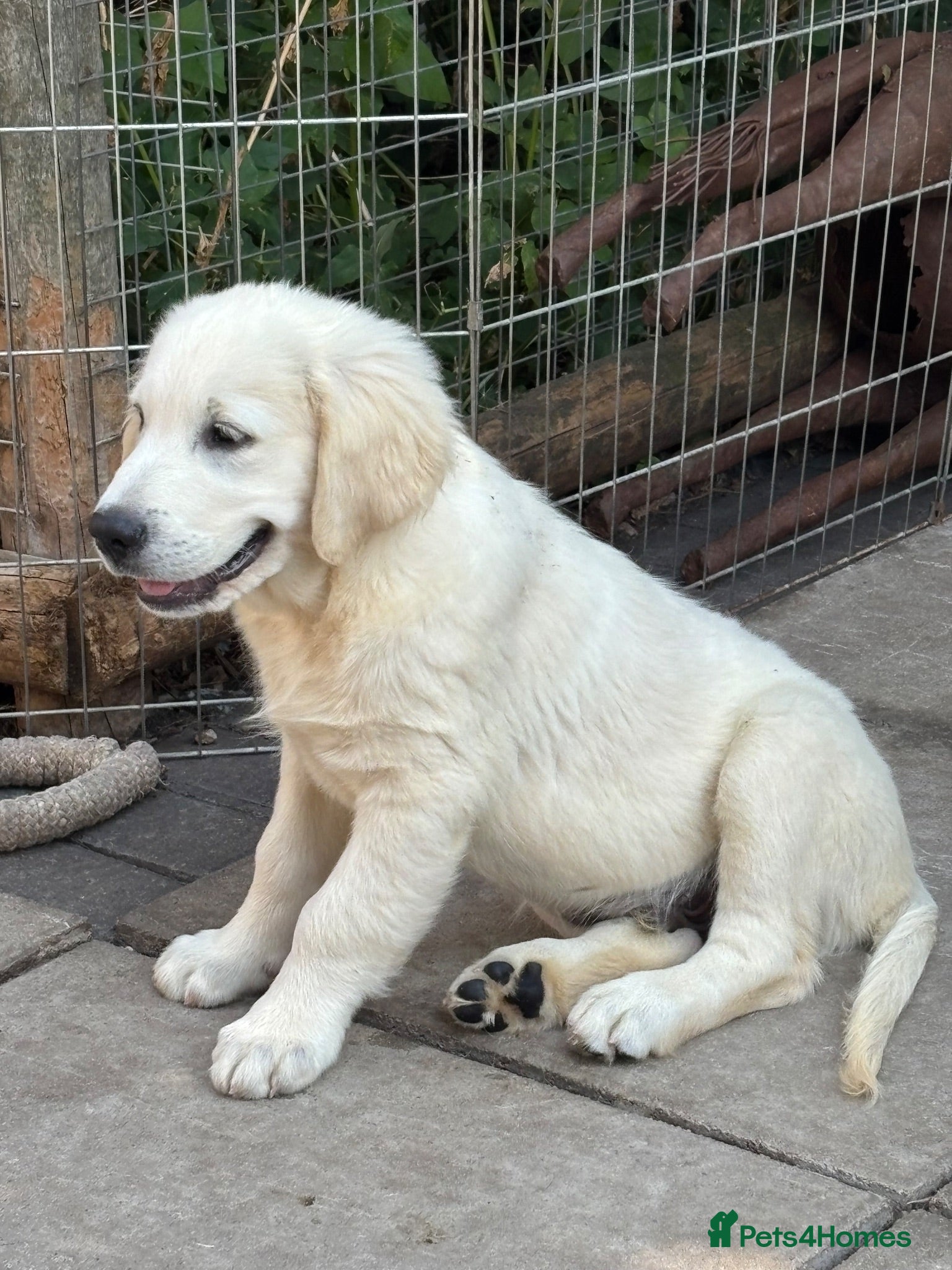 Golden Retriever dogs Lovely male Available  - Advert 1