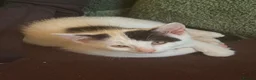 British Shorthair cats for sale: 4 black + white female kittens - Advert 2