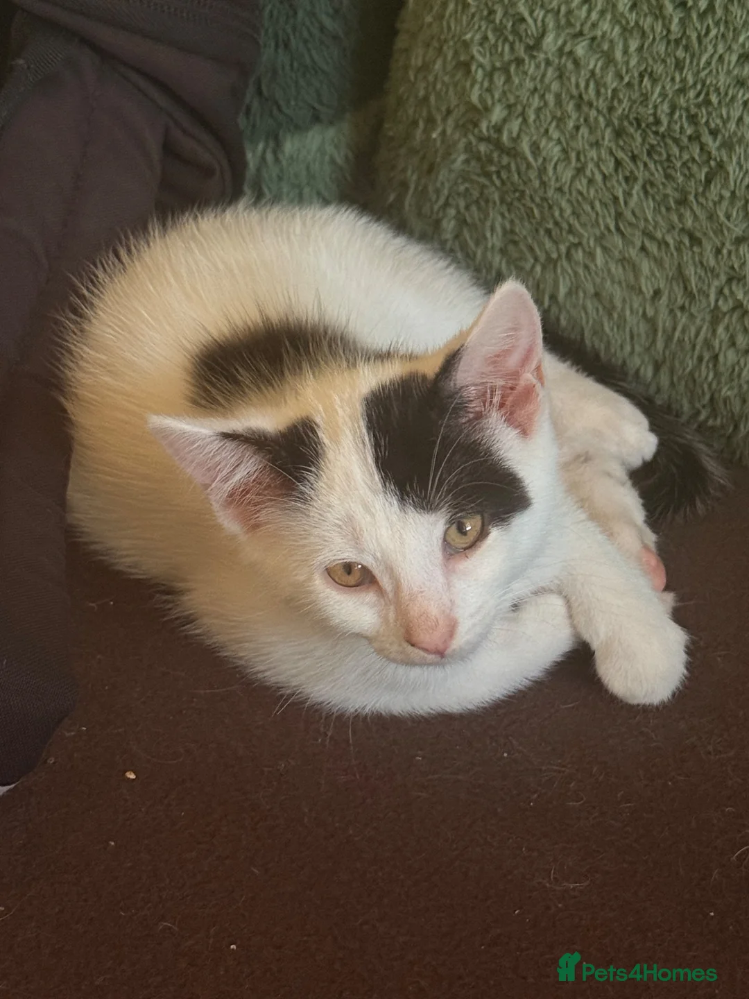 British Shorthair cats for sale: 4 black + white female kittens - Advert 2