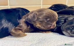 Cocker Spaniel dogs for sale: Working Cocker Spaniel Pups - Image 4