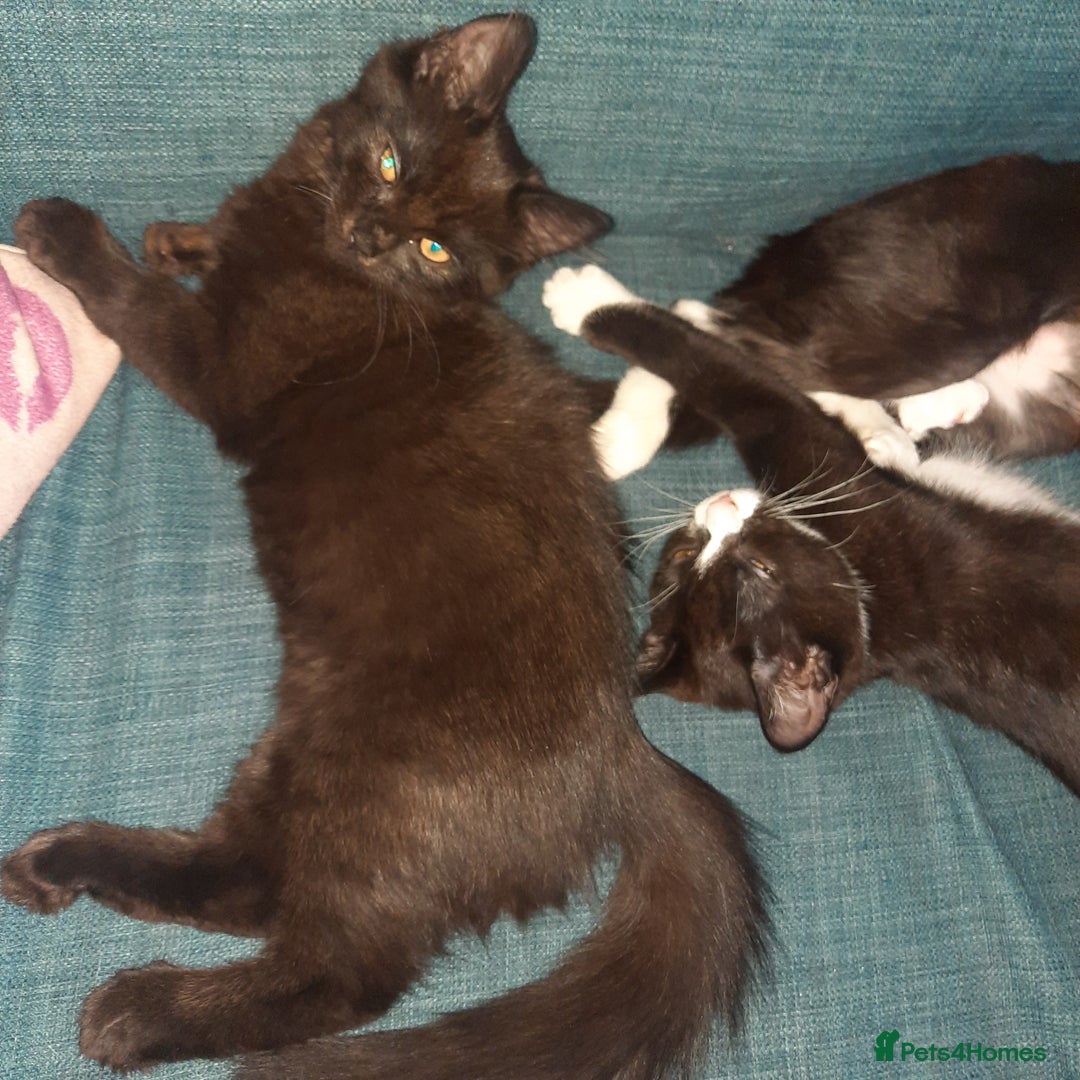 European cats for sale: Lovely kitten - Image 4