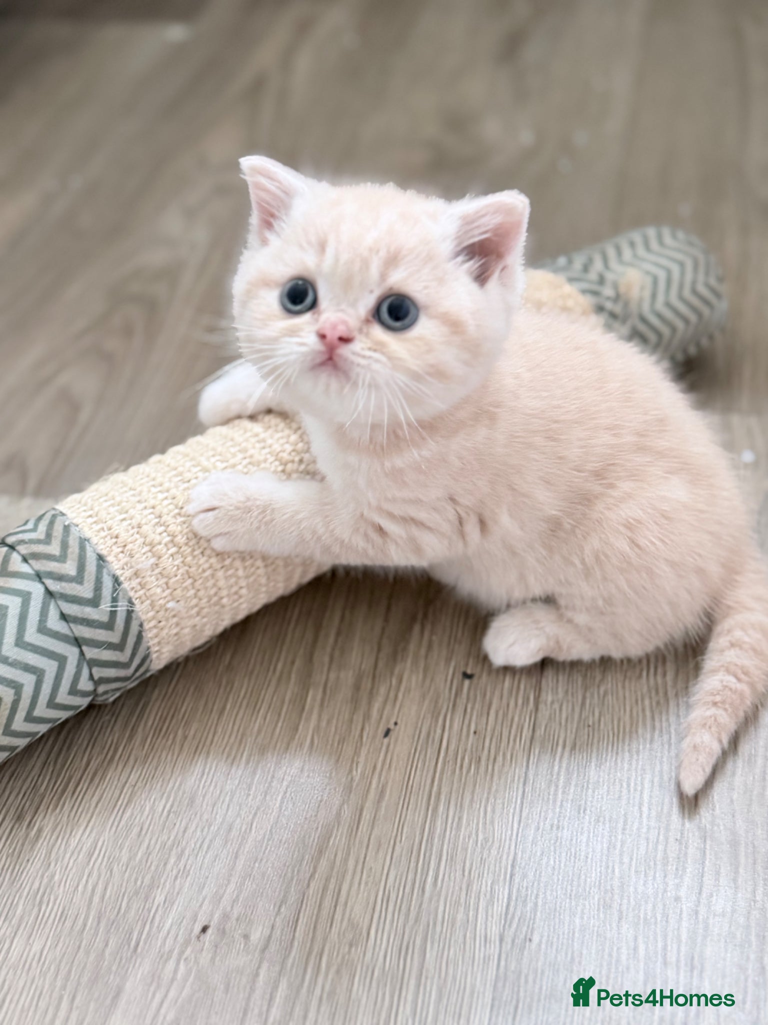 British Shorthair cats GCCF British shorthair kittens  - Advert 1