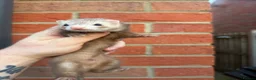 Ferret rodents for sale: True Micros ferrets for sale  in Rotherham - Advert 3