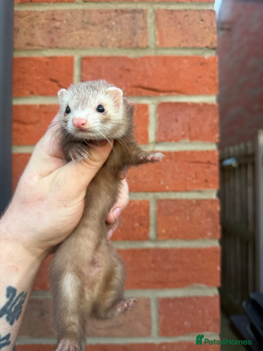 Ferret rodents for sale: True Micros ferrets for sale  in Rotherham - Advert 3