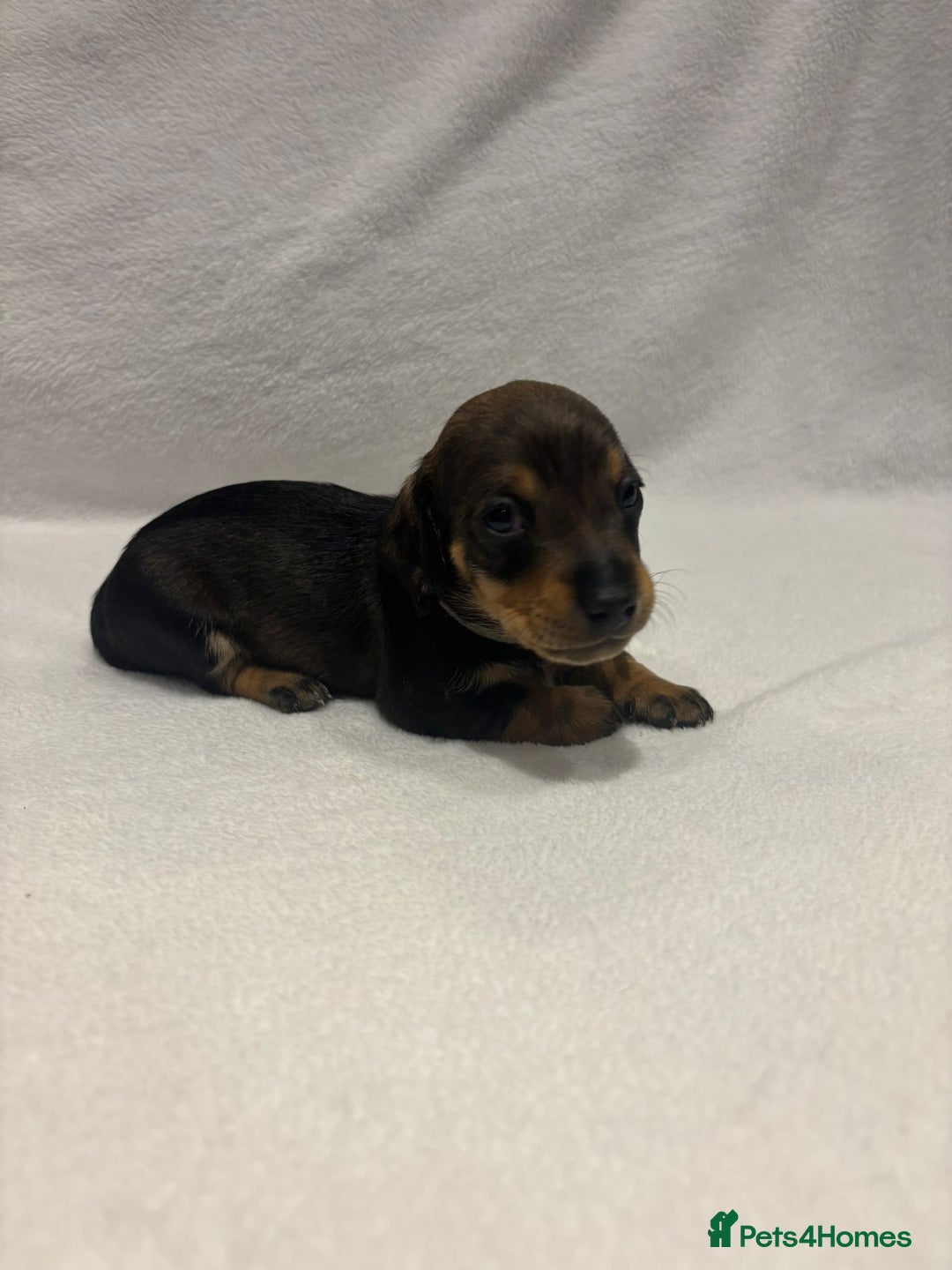 Dachshund dogs for sale: Dachshund puppies  - Image 27