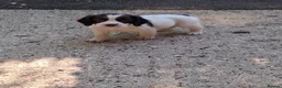 English Springer Spaniel dogs for sale: English Springer Spaniel puppies  - Advert 7