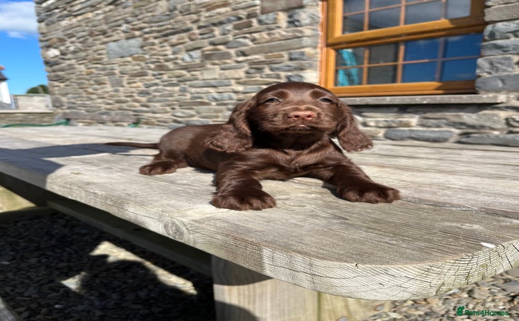 Sprocker dogs - Advert 4