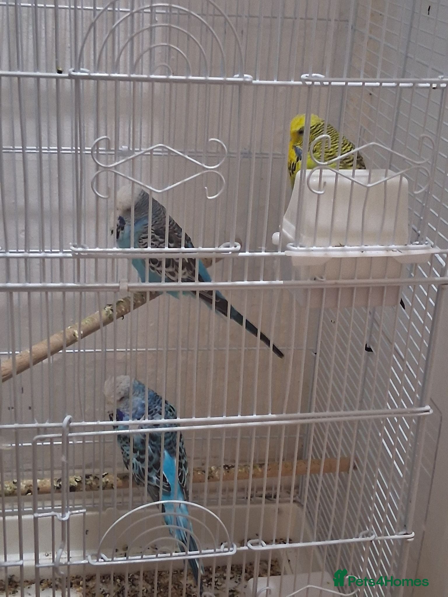 Budgerigars birds Love birds for sale  - Advert 1