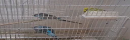 Budgerigars birds for sale: Love birds for sale  in Wembley - Advert 1