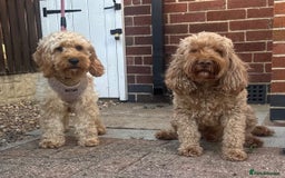 Cockapoo dogs for sale: STUNNING GOLDEN F2 COCKAPOOS - Image 17