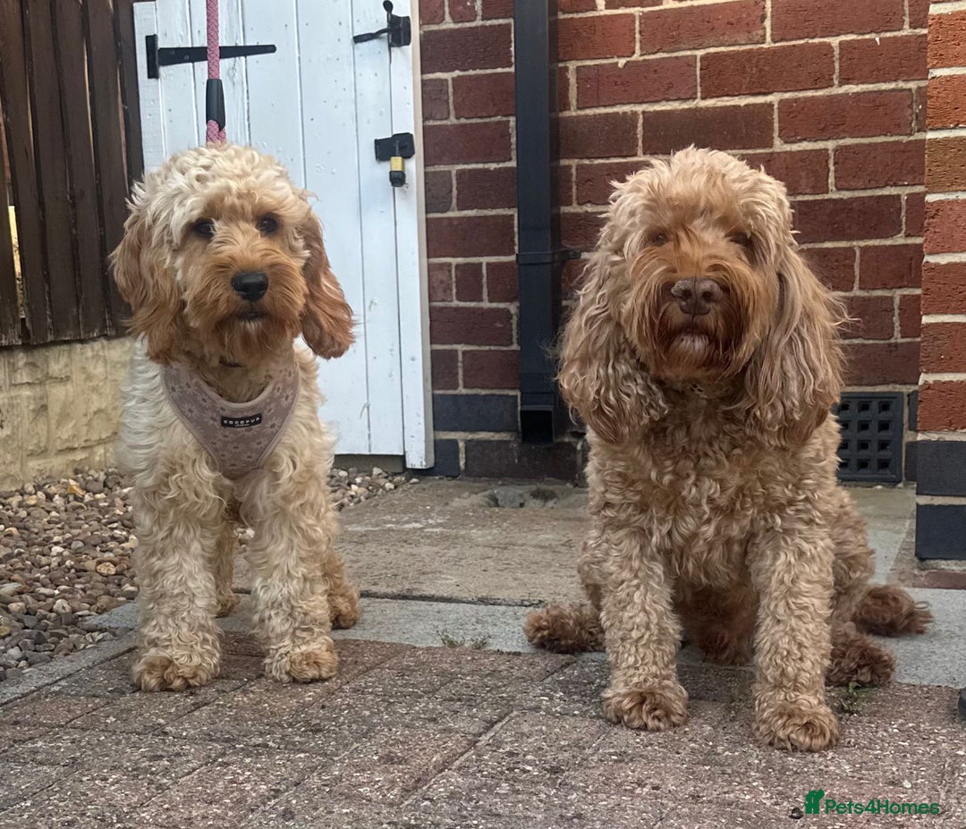 Cockapoo dogs for sale: STUNNING GOLDEN F2 COCKAPOOS - Image 17