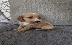 Cockapoo dogs for sale: Cockapoo Puppies  - Image 4