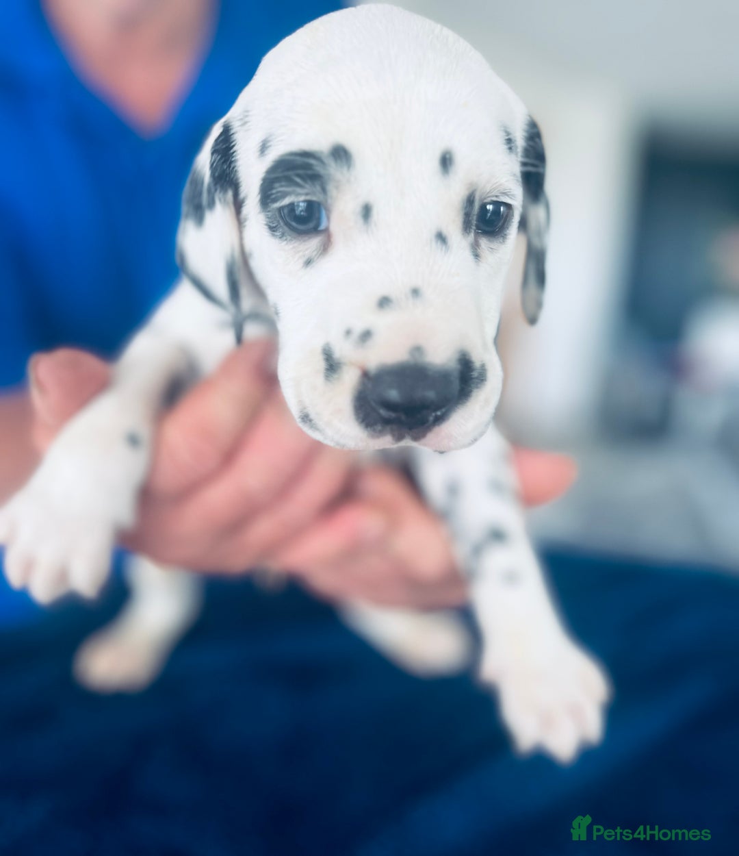 Dalmatian dogs for sale:  Just 2 full hearing puppies by champion parents  - Image 29