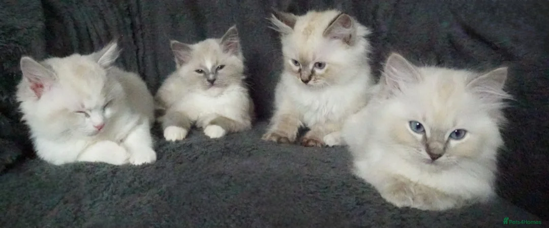 Ragdoll cats for sale: Six Ragdoll Kittens - Advert 5