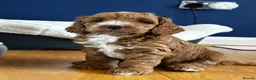 Cockapoo dogs for sale: 4 beautiful miniature F1b cockapoo puppies  in Ashford - Advert 4