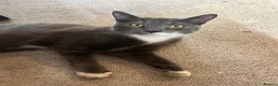 Domestic Shorthair cats for sale: Adorable, cuddly boy CHIPPED, NEUTERED, VACCINATED - Advert 6