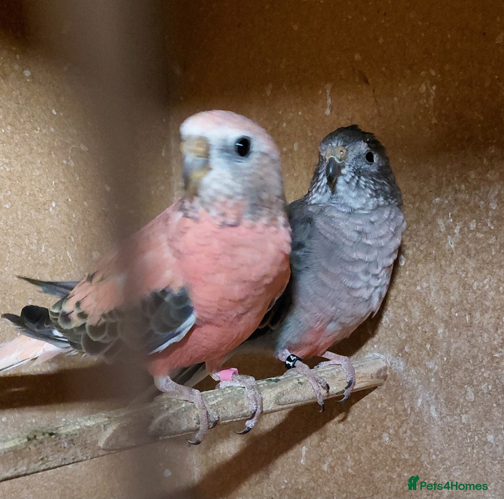 Parakeets birds Bourke parakeets pair  - Advert 4