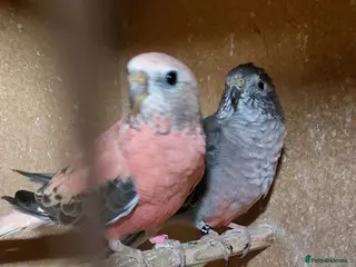 Parakeets birds Bourke parakeets pair - Advert 4