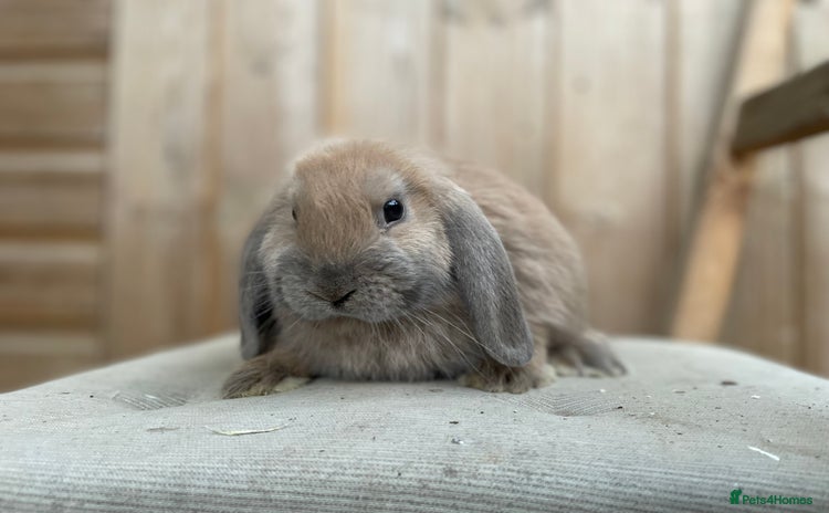 Mini Lop rabbits - Advert 2