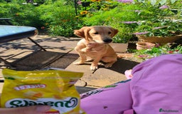 Golden Retriever dogs for sale: 6 month old golden retriever  - Image 13